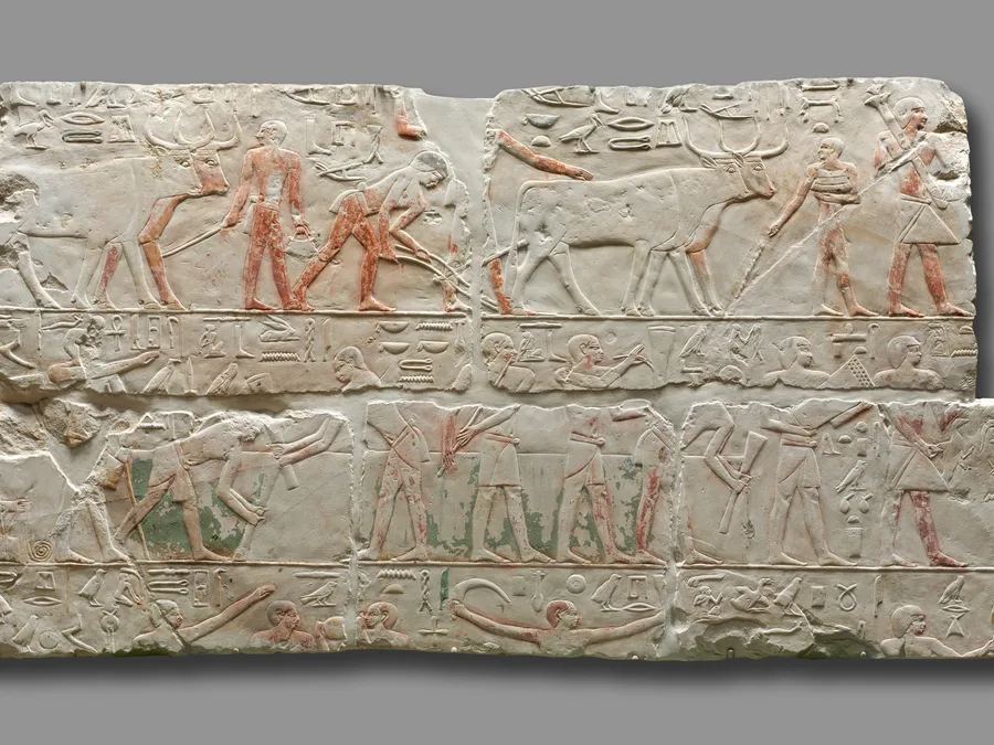 Painted Old Kingdom Egyptian limestone relief of agricultural scenes.